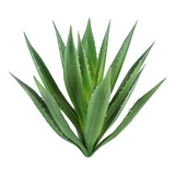 Aloe Vera leaf isolated on white background