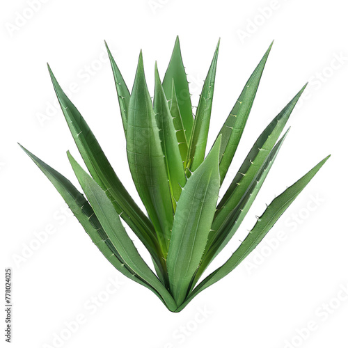 Aloe Vera leaf isolated on white background