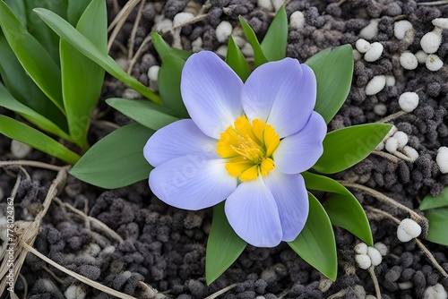 a spring flower