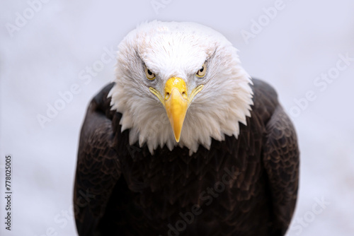an proud sand bold sea eagle