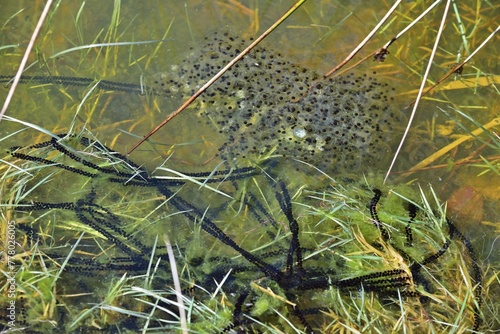 Laichballen und Laichschnüre vom Springfrosch (Rana dalmatina) und Erdkröte (Bufo bufo)