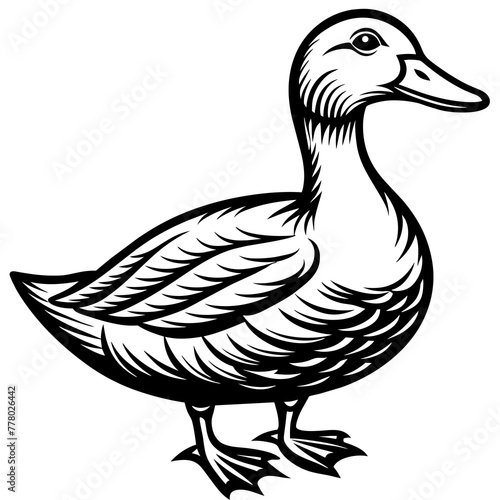 duck isolated on white