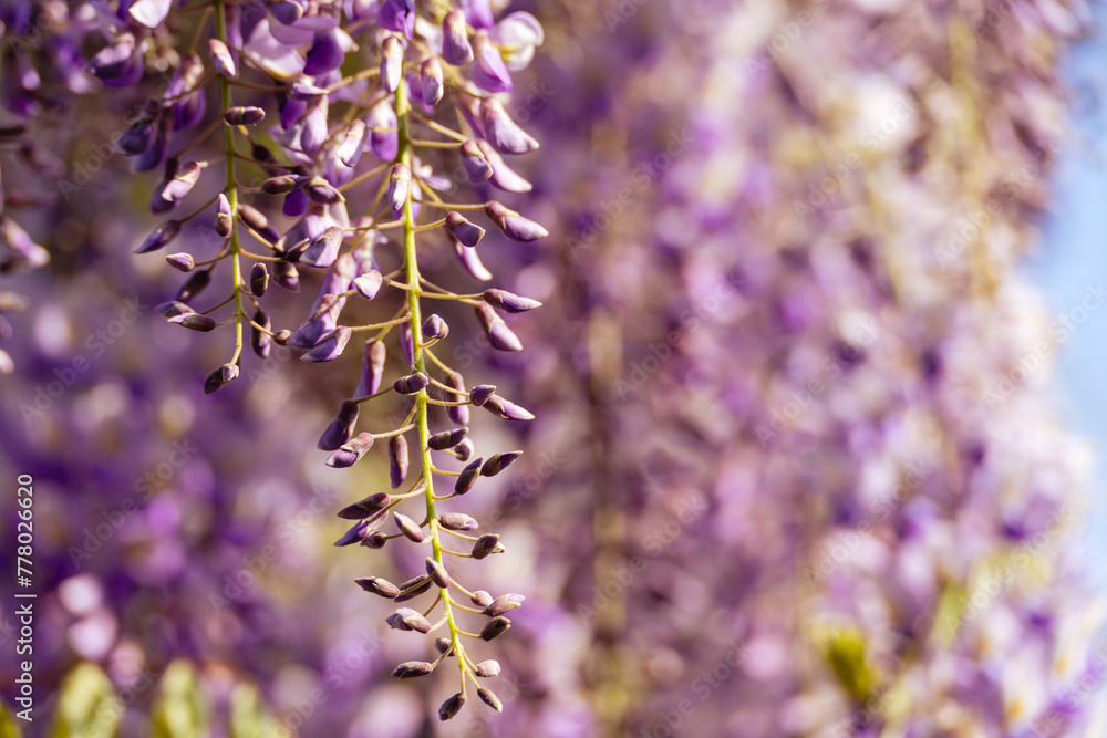 Obraz premium Blooming Wisteria Sinensis with scented classic purple flowersin full bloom in hanging racemes closeup. Garden with wisteria in spring