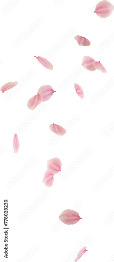 falling cherry blossom flower petal