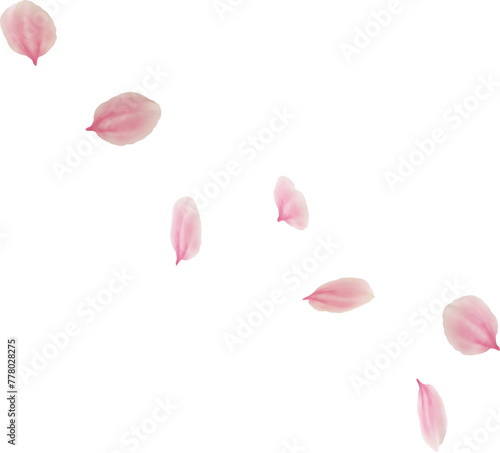 Fototapeta Naklejka Na Ścianę i Meble -  falling cherry blossom flower petal