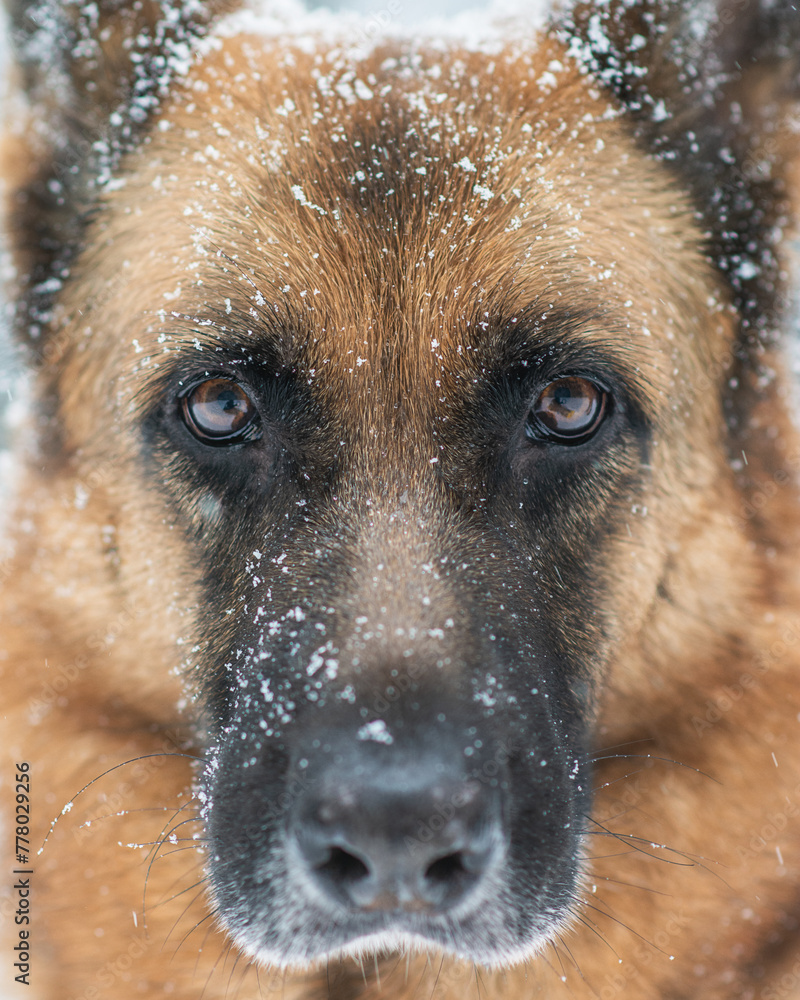 portrait of a german shepherd portrait of a german shepherd