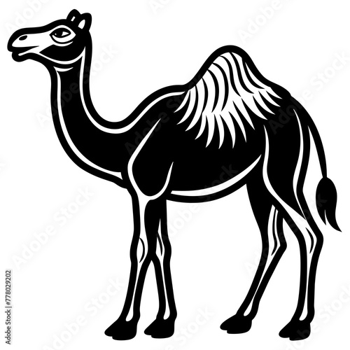 camel illustration