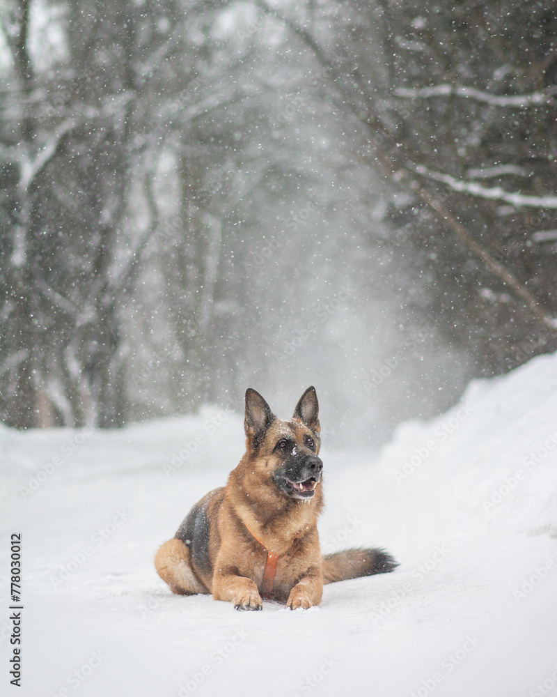 Naklejka premium german shepherd dog