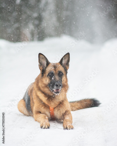 german shepherd dog in snow