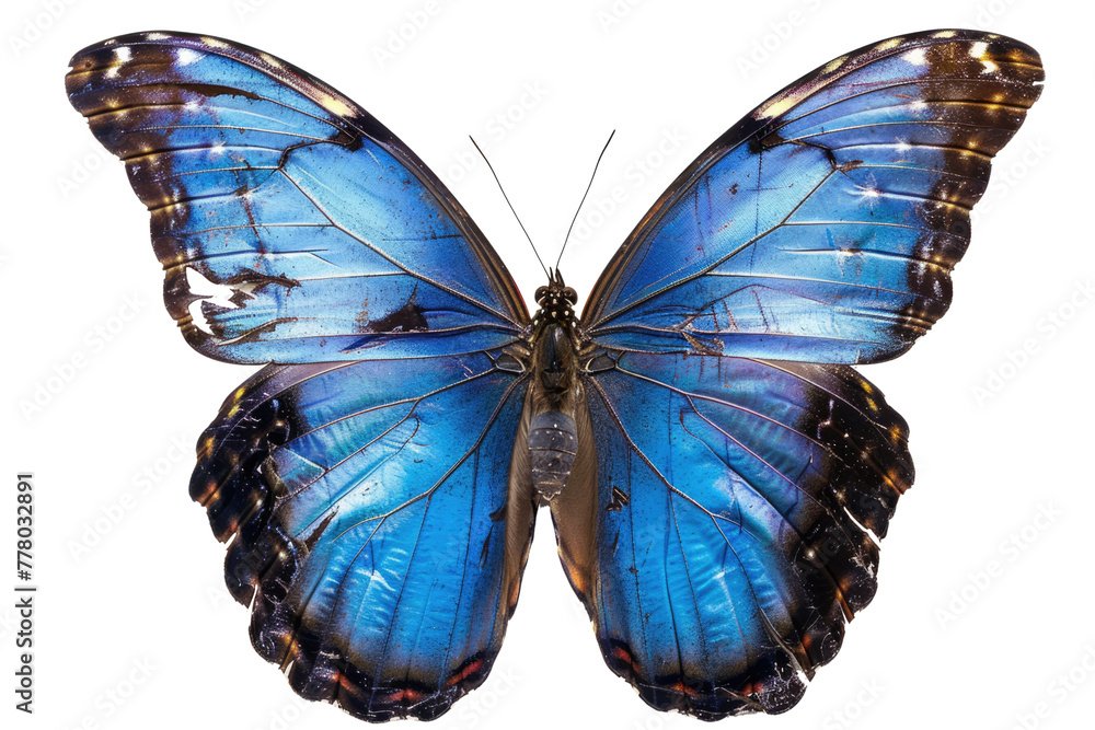 Obraz premium beautiful blue butterfly isolated on white or transparent png