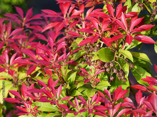 Portuguese cherry laurel, Prunus lusitanica, red and green leaves