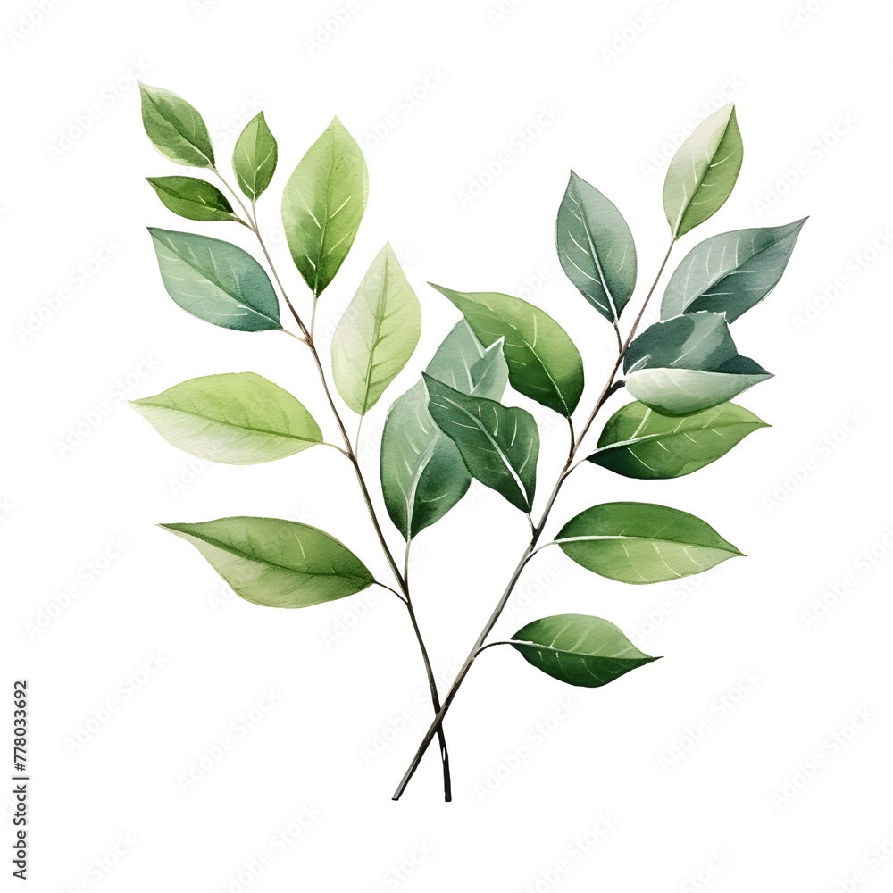 Fototapeta premium green leaves watercolor.