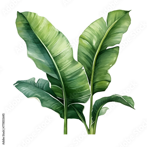 green banana leaves, watercolor.