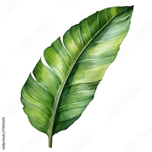 green banana leaves  watercolor.