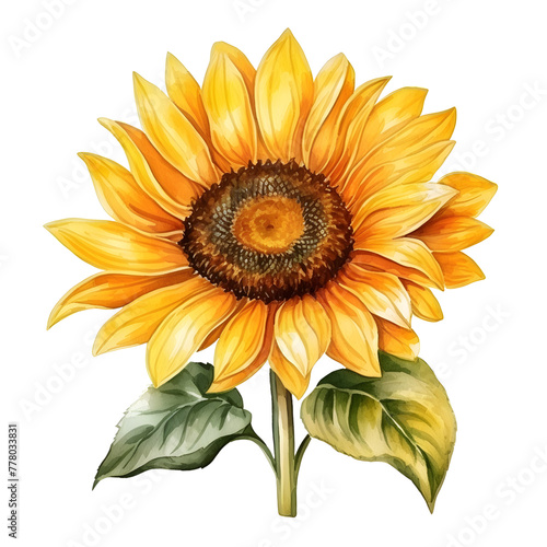 sunflower, watercolor style.