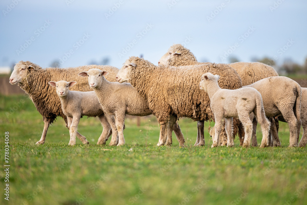 Fototapeta premium Sheep family at the farm.