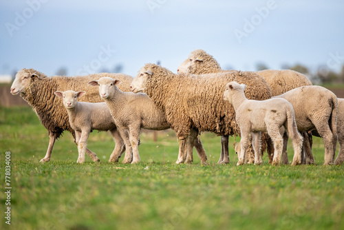 Fototapeta Naklejka Na Ścianę i Meble -  Sheep family at the farm.