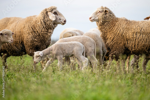 Sheep and lamb eating grass at the farm. photo