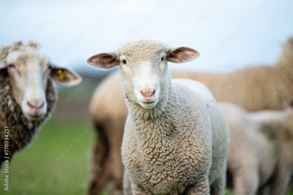 Group of sheep and lamb standing at the farm. Group of sheep and lamb standing at the farm.