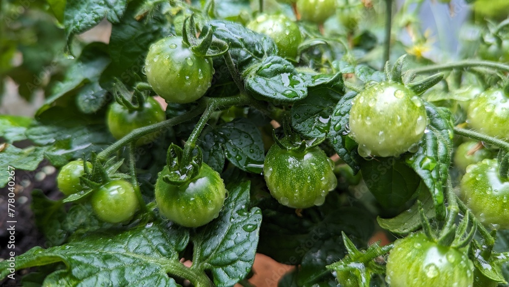 Fototapeta premium Unripe tomatoes 2