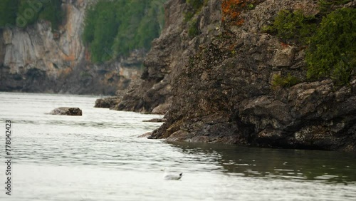 seagull floating near cliffs
