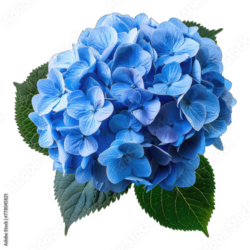 Blue hydrangea flower isolated on white background photo