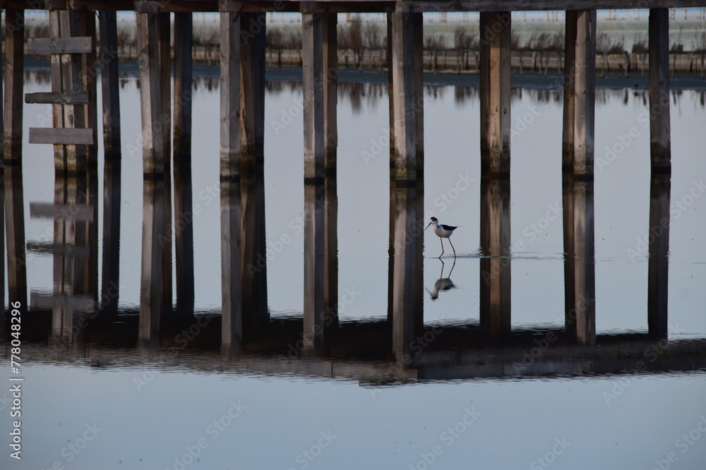 Obraz premium Lonely black-winged stilt