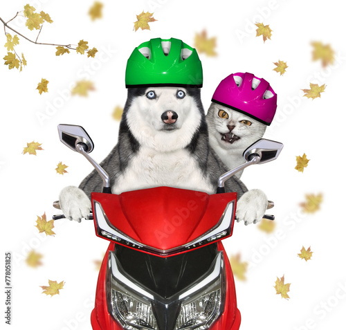 Dog husky and ashen cat ride motorbike
