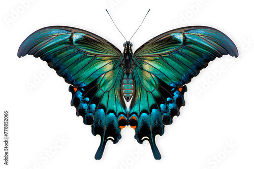 Beautiful Luzon Peacock Swallowtail Blue butterfly isolated on a white background with clipping path photo