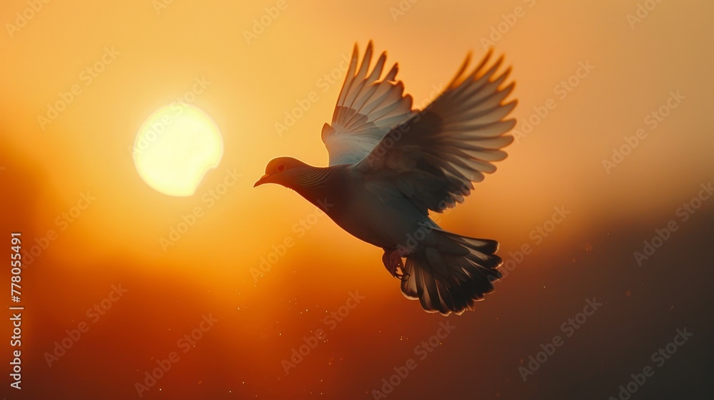 Obraz premium A white bird flying in the sky with the sun in the background