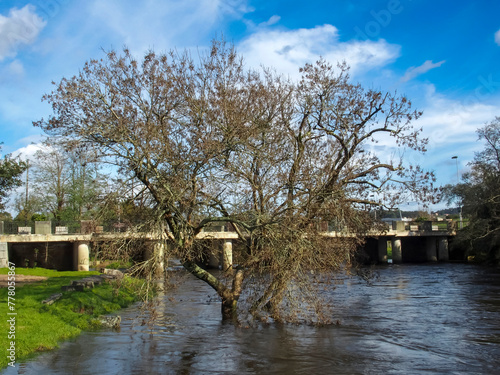 Tree covered by water due to the flooding of the Umia River caused by abundant rain. Barrantes, Galicia, Spain. photo