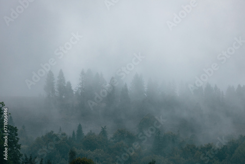 Mountain green forest. Carpathian foggy mountain hills. Rainy day in summer.