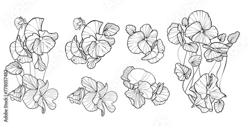 Vector pansy floral botanical flowers. Wild spring leaf wildflower isolated. Black and white engraved ink art. Isolated pansy illustration element on white background.