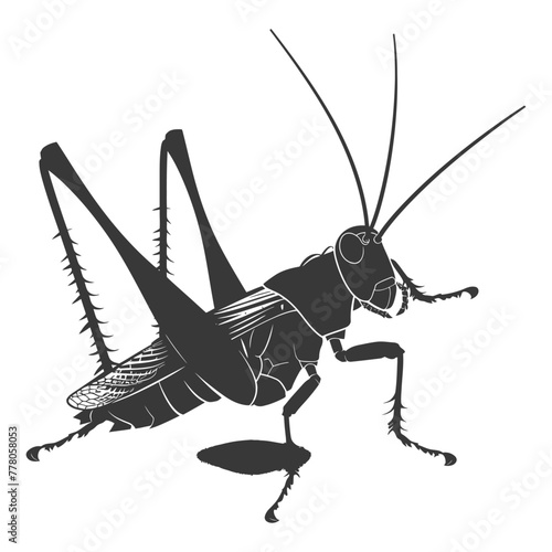 Silhouette Cricket Insect animal black color only