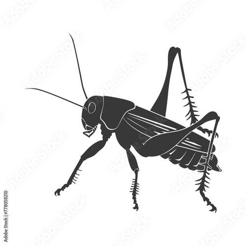 Silhouette Cricket Insect animal black color only