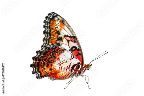 Beautiful Real Cethosia Hypsea malay Lacewing butterfly isolated on a white background. Side view photo