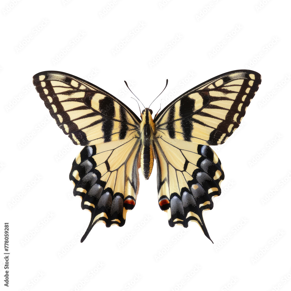 Fototapeta premium A butterfly sitting on a transparent background