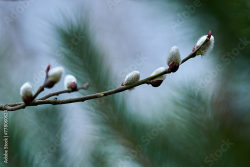 Spring. the first fluffy buds swell and bloom.