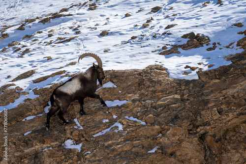 Himalayan Ibex - Capra sibirica sakeen, beautiful asian goat from central Asian hills and mountains, Spiti valley, Himalayas, India. photo