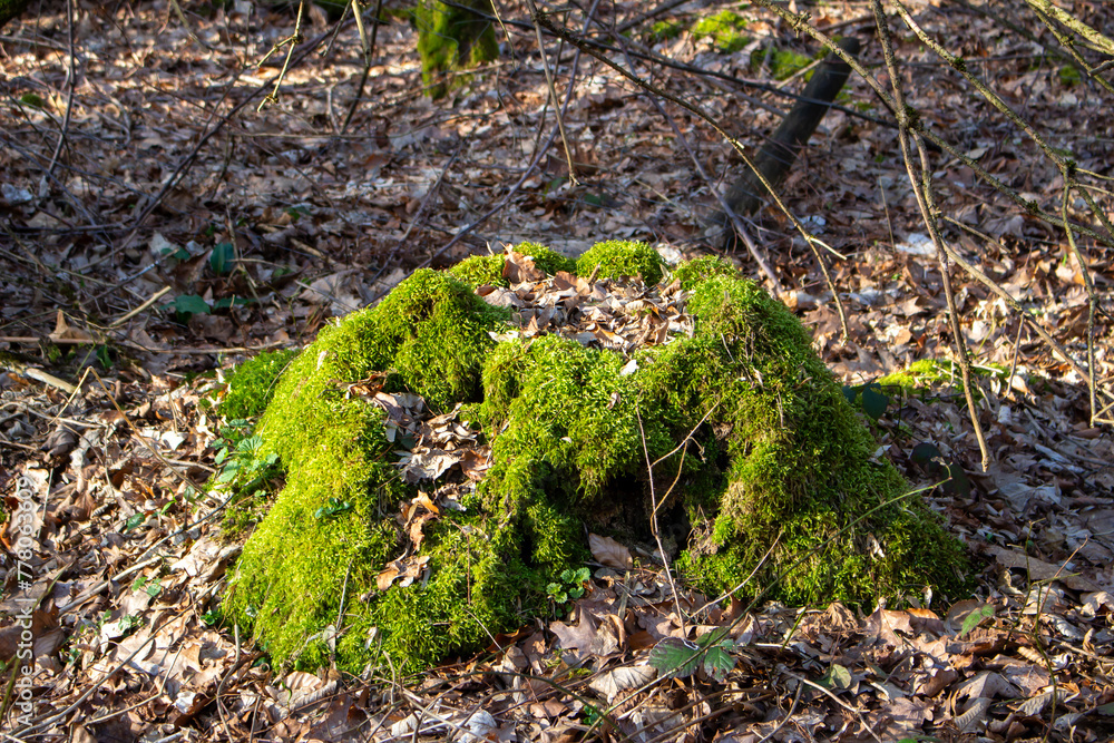 Beautiful green moss growing on a tree Beautiful green moss growing on a tree