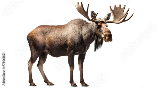 Wallpaper Mural A moose as an illustration isolated on a transparent background. Torontodigital.ca