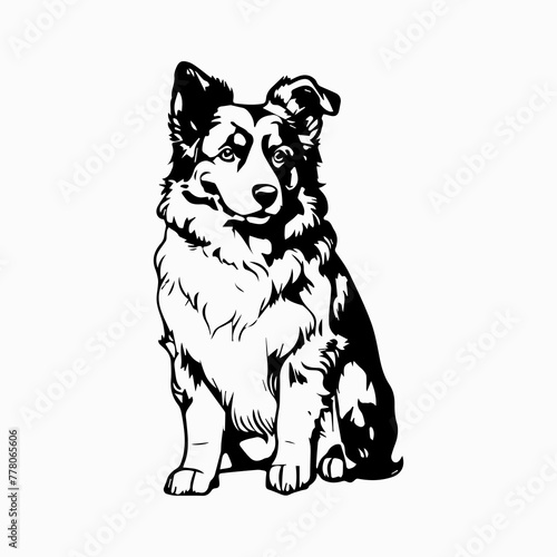 Australian Shepherd Dog breed vector image Isolated black silhouette on white background Cute line art illustration 