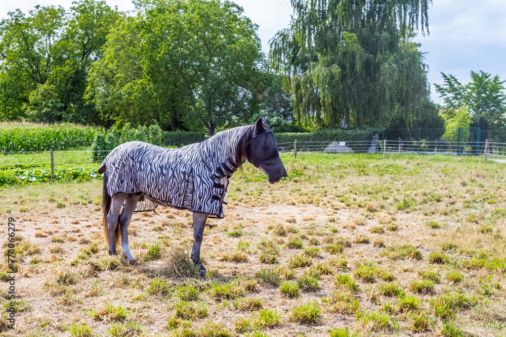 Fototapeta premium Cheval caparaçonné au champ