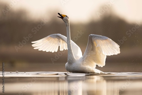 Fototapeta Naklejka Na Ścianę i Meble -  Whooper swans łabędzie krzykliwe