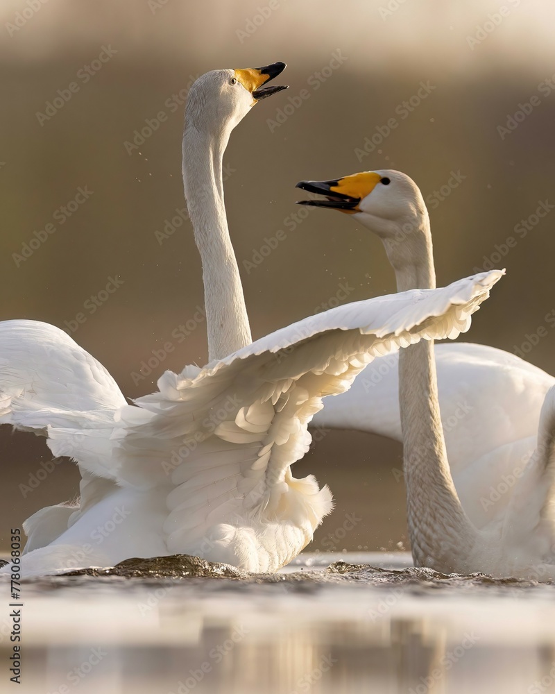 Obraz premium Whooper swans łabędzie krzykliwe