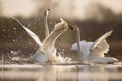 Whooper swans łabędzie krzykliwe