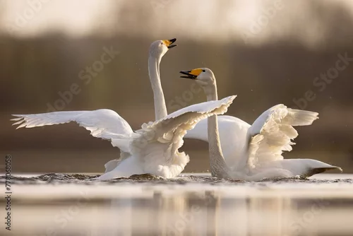 Obraz Whooper swans łabędzie krzykliwe