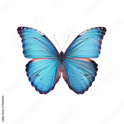 A blue butterfly in close-up on a Transparent Background © TheWaterMeloonProjec
