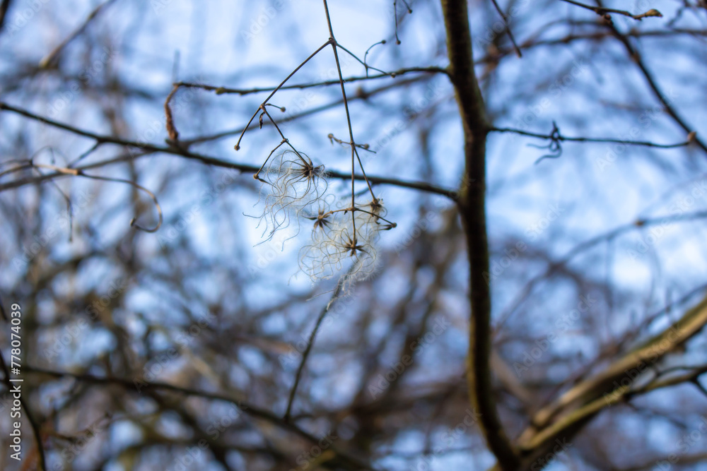 seed heads with silky appendages of clematis vitalba, Traveller's Joy, in winter, showing why it is also known as old man's beard, copy space seed heads with silky appendages of clematis vitalba, Traveller's Joy, in winter, showing why it is also known as old man's beard, copy space
