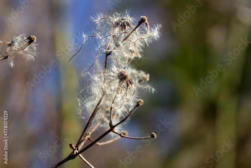 seed heads with silky appendages of clematis vitalba, Traveller's Joy, in winter, showing why it is also known as old man's beard, copy space © FlorianSchultze